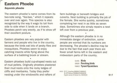 1991-95 Grolier Wildlife Adventure Cards #51.7 Eastern Phoebe Back