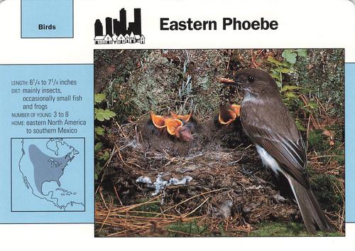 1991-95 Grolier Wildlife Adventure Cards #51.7 Eastern Phoebe Front