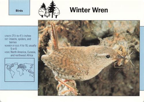 1991-95 Grolier Wildlife Adventure Cards #52.7 Winter Wren Front