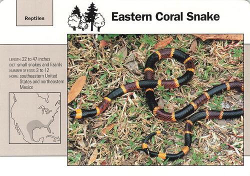 1991-95 Grolier Wildlife Adventure Cards #52.10 Eastern Coral Snake Front