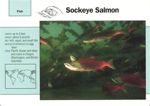 1991-95 Grolier Wildlife Adventure Cards #52.12 Sockeye Salmon Front
