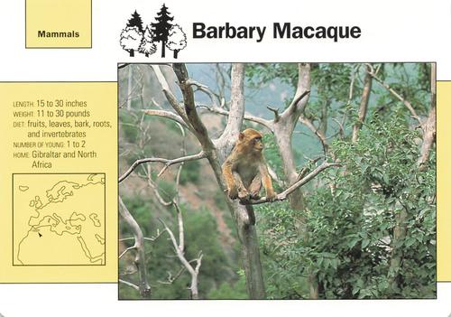1991-95 Grolier Wildlife Adventure Cards #53.2 Barbary Macaque Front