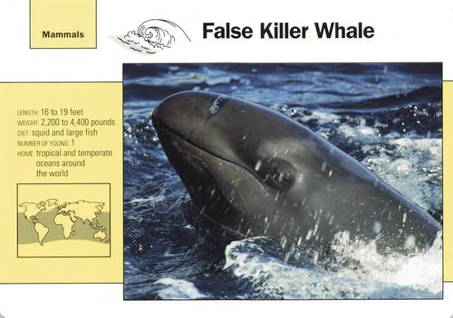 1991-95 Grolier Wildlife Adventure Cards #53.3 False Killer Whale Front