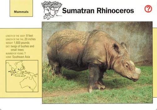 1991-95 Grolier Wildlife Adventure Cards #53.6 Sumatran Rhinoceros Front