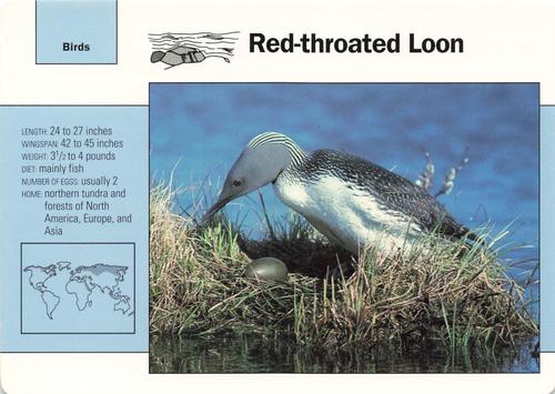 1991-95 Grolier Wildlife Adventure Cards #53.7 Red-throated Loon Front