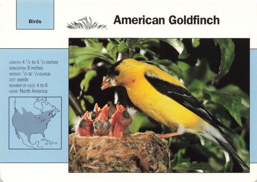 1991-95 Grolier Wildlife Adventure Cards #53.8 American Goldfinch Front