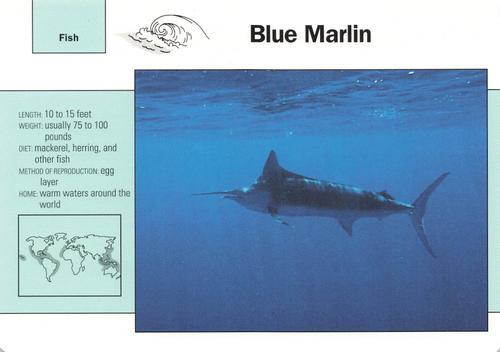 1991-95 Grolier Wildlife Adventure Cards #53.14 Blue Marlin Front