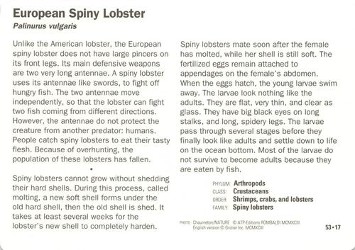 1991-95 Grolier Wildlife Adventure Cards #53.17 European Spiny Lobster Back