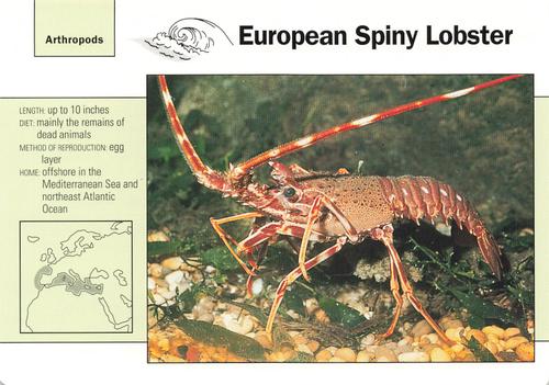 1991-95 Grolier Wildlife Adventure Cards #53.17 European Spiny Lobster Front