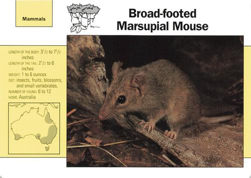 1991-95 Grolier Wildlife Adventure Cards #57.5 Broad-footed Marsupial Mouse Front