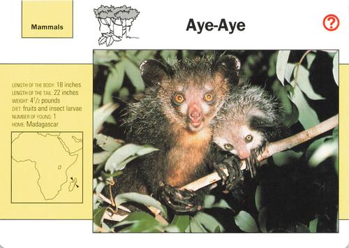 1991-95 Grolier Wildlife Adventure Cards #58.1 Aye-Aye Front