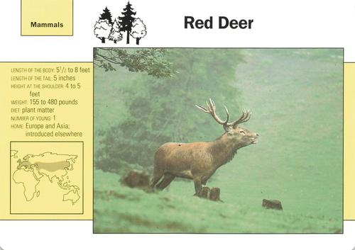 1991-95 Grolier Wildlife Adventure Cards #58.2 Red Deer Front