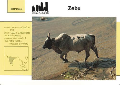 1991-95 Grolier Wildlife Adventure Cards #58.5 Zebu Front