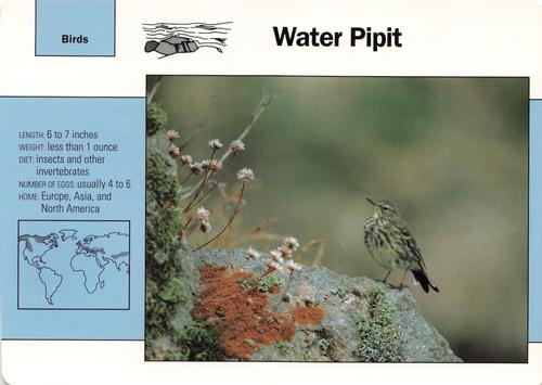 1991-95 Grolier Wildlife Adventure Cards #66.7 Water Pipit Front