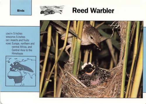 1991-95 Grolier Wildlife Adventure Cards #67.6 Reed Warbler Front