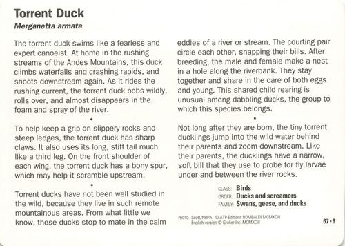 1991-95 Grolier Wildlife Adventure Cards #67.8 Torrent Duck Back