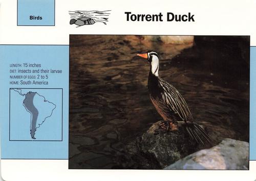 1991-95 Grolier Wildlife Adventure Cards #67.8 Torrent Duck Front
