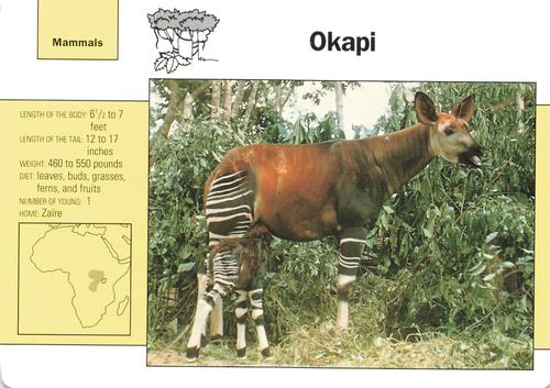 1991-95 Grolier Wildlife Adventure Cards #68.5 Okapi Front