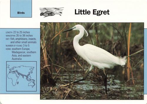 1991-95 Grolier Wildlife Adventure Cards #68.7 Little Egret Front