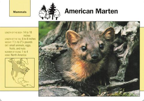 1991-95 Grolier Wildlife Adventure Cards #69.3 American Marten Front