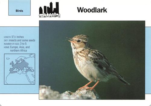 1991-95 Grolier Wildlife Adventure Cards #69.8 Woodlark Front
