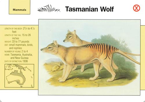 1991-95 Grolier Wildlife Adventure Cards #69.19 Tasmanian Wolf Front