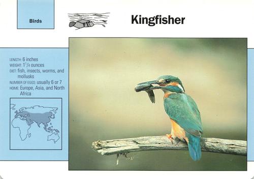 1991-95 Grolier Wildlife Adventure Cards #70.5 Kingfisher Front