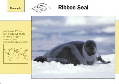 1991-95 Grolier Wildlife Adventure Cards #72.5 Ribbon Seal Front