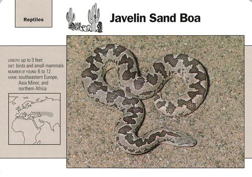 1991-95 Grolier Wildlife Adventure Cards #72.11 Javelin Sand Boa Front