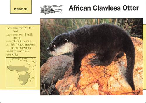 1991-95 Grolier Wildlife Adventure Cards #73.5 African Clawless Otter Front