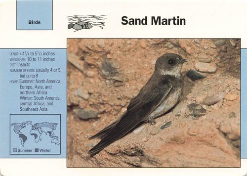 1991-95 Grolier Wildlife Adventure Cards #74.8 Sand Martin Front