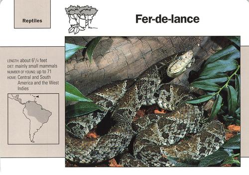 1991-95 Grolier Wildlife Adventure Cards #74.11 Fer-de-lance Front