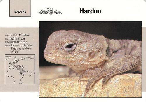1991-95 Grolier Wildlife Adventure Cards #75.9 Hardun Front
