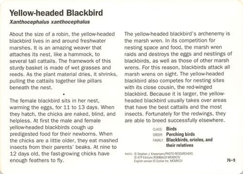 1991-95 Grolier Wildlife Adventure Cards #76.9 Yellow-headed Blackbird Back
