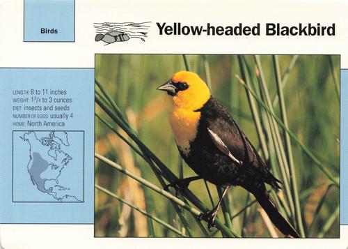 1991-95 Grolier Wildlife Adventure Cards #76.9 Yellow-headed Blackbird Front