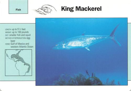 1991-95 Grolier Wildlife Adventure Cards #76.12 King Mackerel Front
