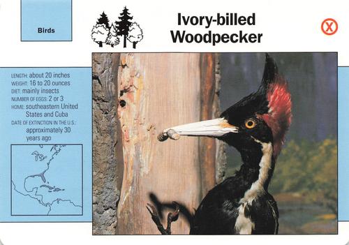 1991-95 Grolier Wildlife Adventure Cards #76.19 Ivory-billed Woodpecker Front