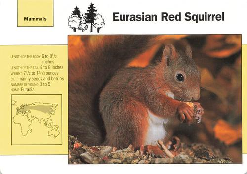 1991-95 Grolier Wildlife Adventure Cards #77.5 Eurasian Red Squirrel Front