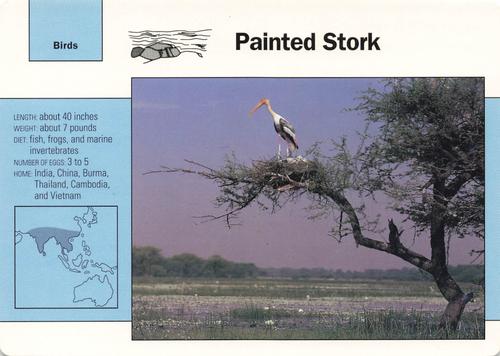 1991-95 Grolier Wildlife Adventure Cards #77.7 Painted Stork Front
