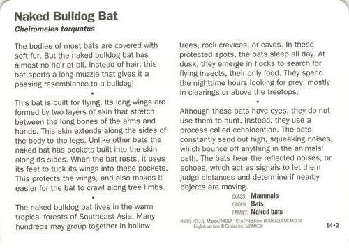 1991-95 Grolier Wildlife Adventure Cards #54.2 Naked Bulldog Bat Back