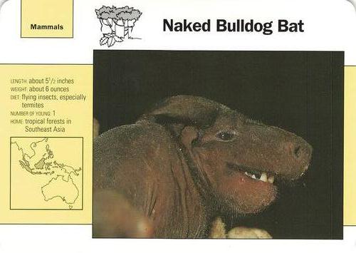 1991-95 Grolier Wildlife Adventure Cards #54.2 Naked Bulldog Bat Front