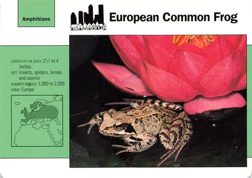 1991-95 Grolier Wildlife Adventure Cards #54.11 European Common Frog Front