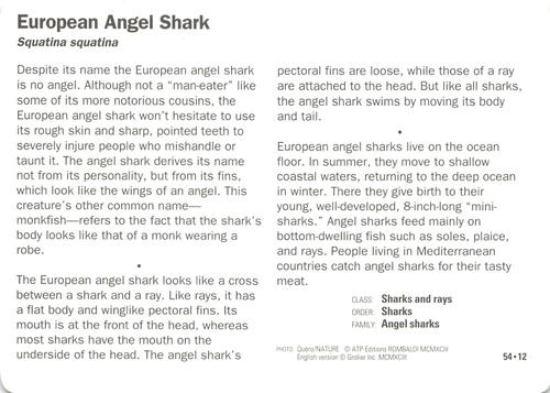 1991-95 Grolier Wildlife Adventure Cards #54.12 European Angel Shark Back