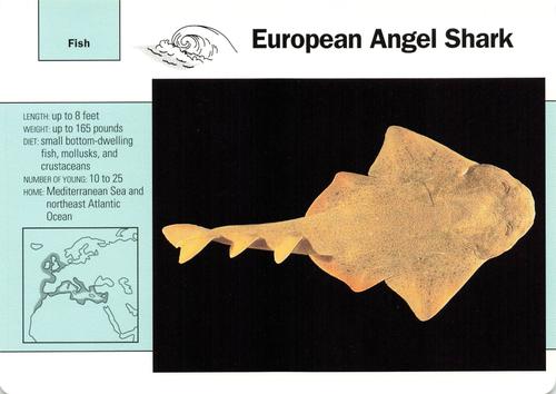 1991-95 Grolier Wildlife Adventure Cards #54.12 European Angel Shark Front