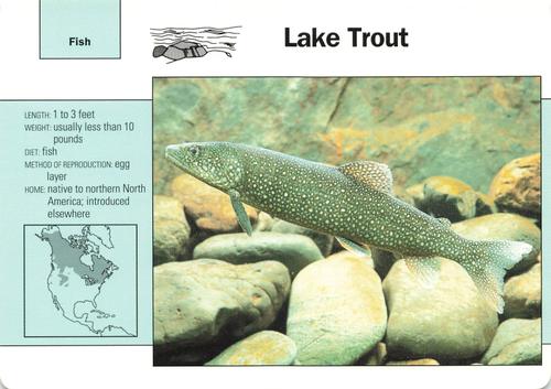 1991-95 Grolier Wildlife Adventure Cards #54.13 Lake Trout Front
