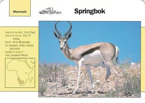 1991-95 Grolier Wildlife Adventure Cards #55.3 Springbok Front