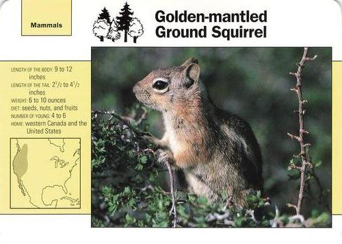 1991-95 Grolier Wildlife Adventure Cards #55.5 Golden-mantled Ground Squirrel Front