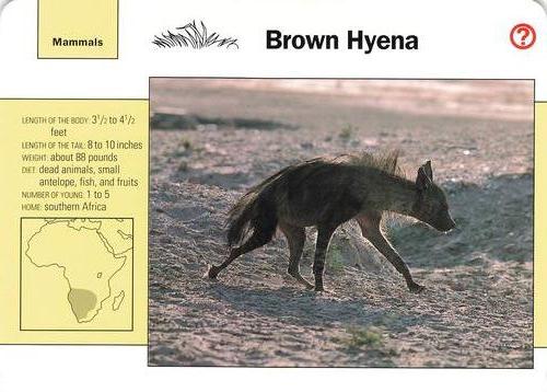 1991-95 Grolier Wildlife Adventure Cards #55.6 Brown Hyena Front