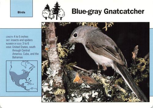 1991-95 Grolier Wildlife Adventure Cards #55.8 Blue-gray Gnatcatcher Front