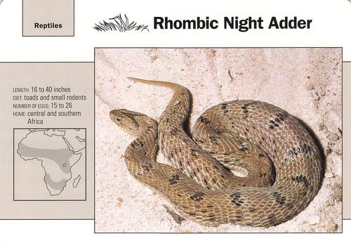 1991-95 Grolier Wildlife Adventure Cards #55.9 Rhombic Night Adder Front
